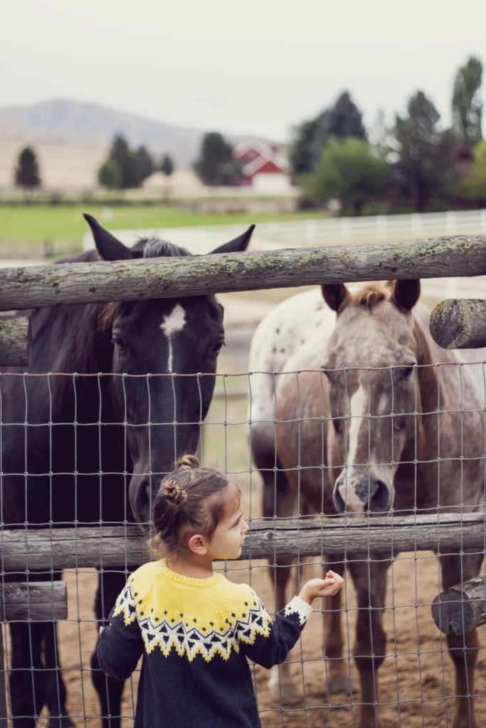 Feeding Horses on the Farm in Idaho