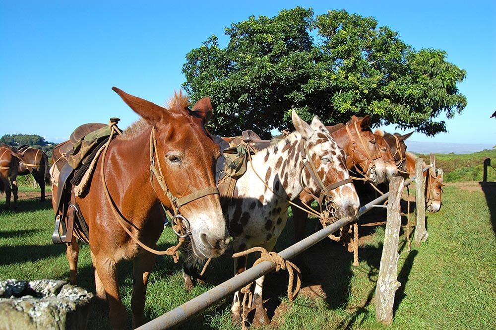 Molokai Leper Colony Molokai Mule Rides