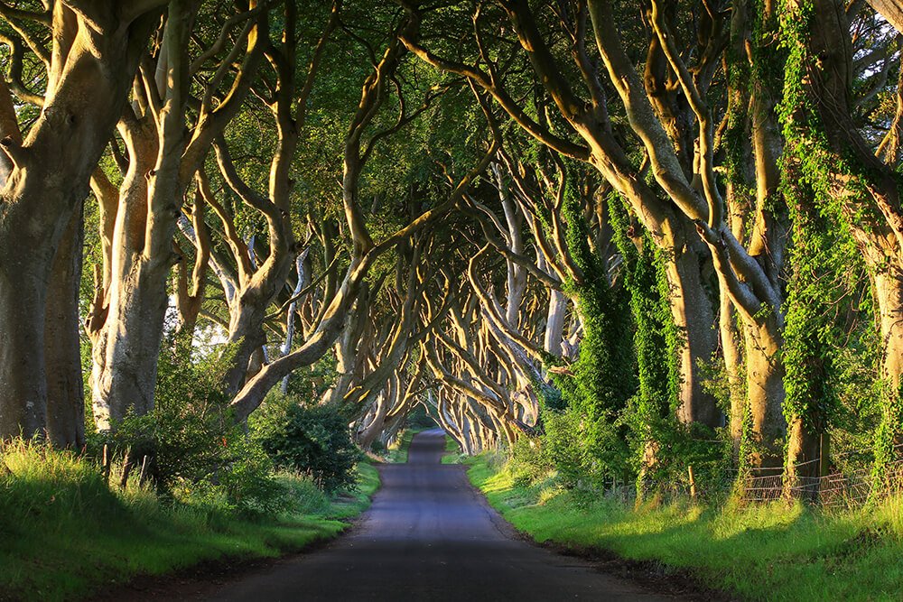 The Best Places to Visit in Ireland Dark Hedges