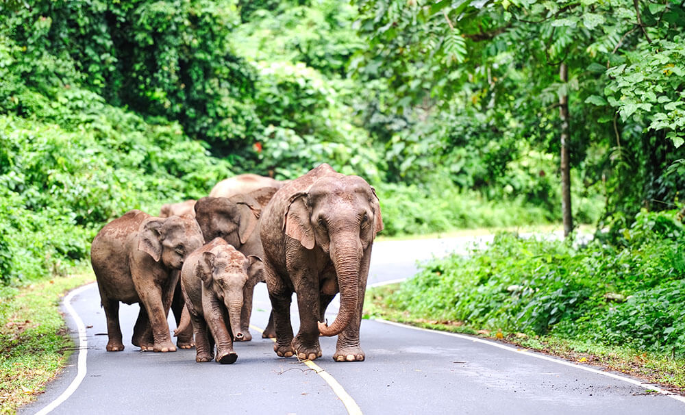 Things to do in Thailand Khao Yai National Park
