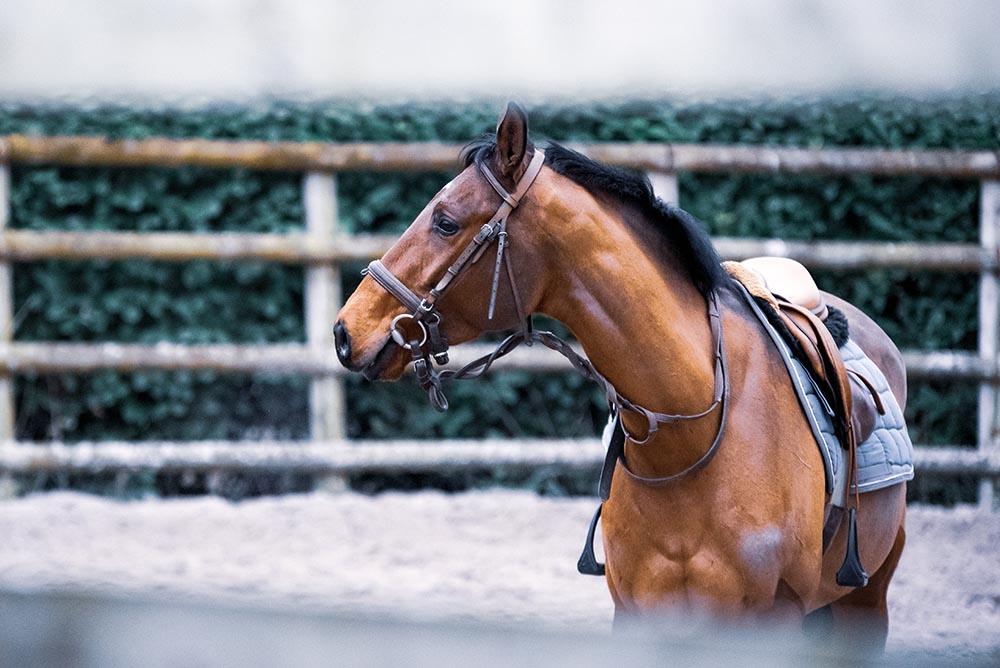 best things to do in montana horseback riding