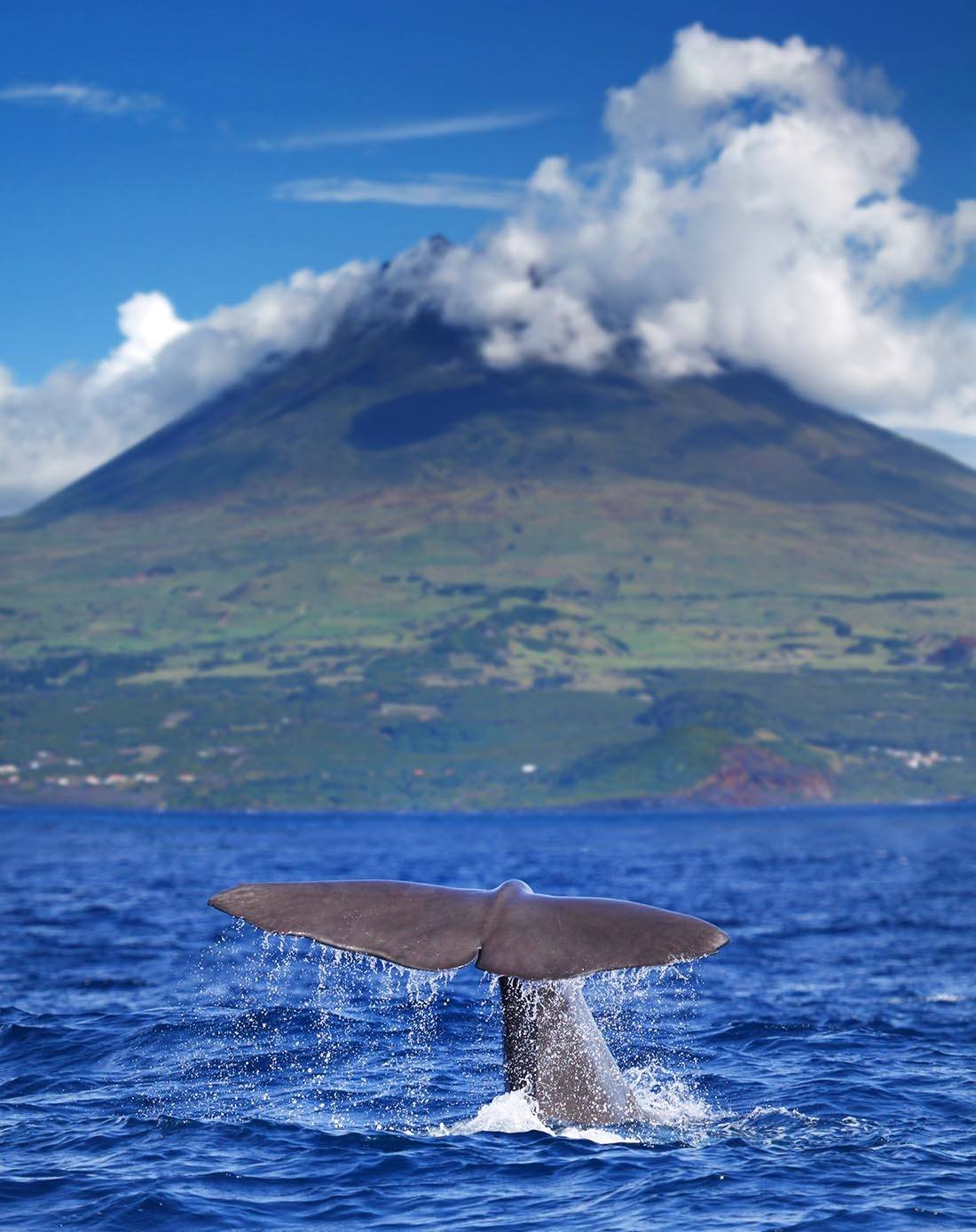 Sao Miguel Island Whale Watching Azores - whale tail coming out of the water