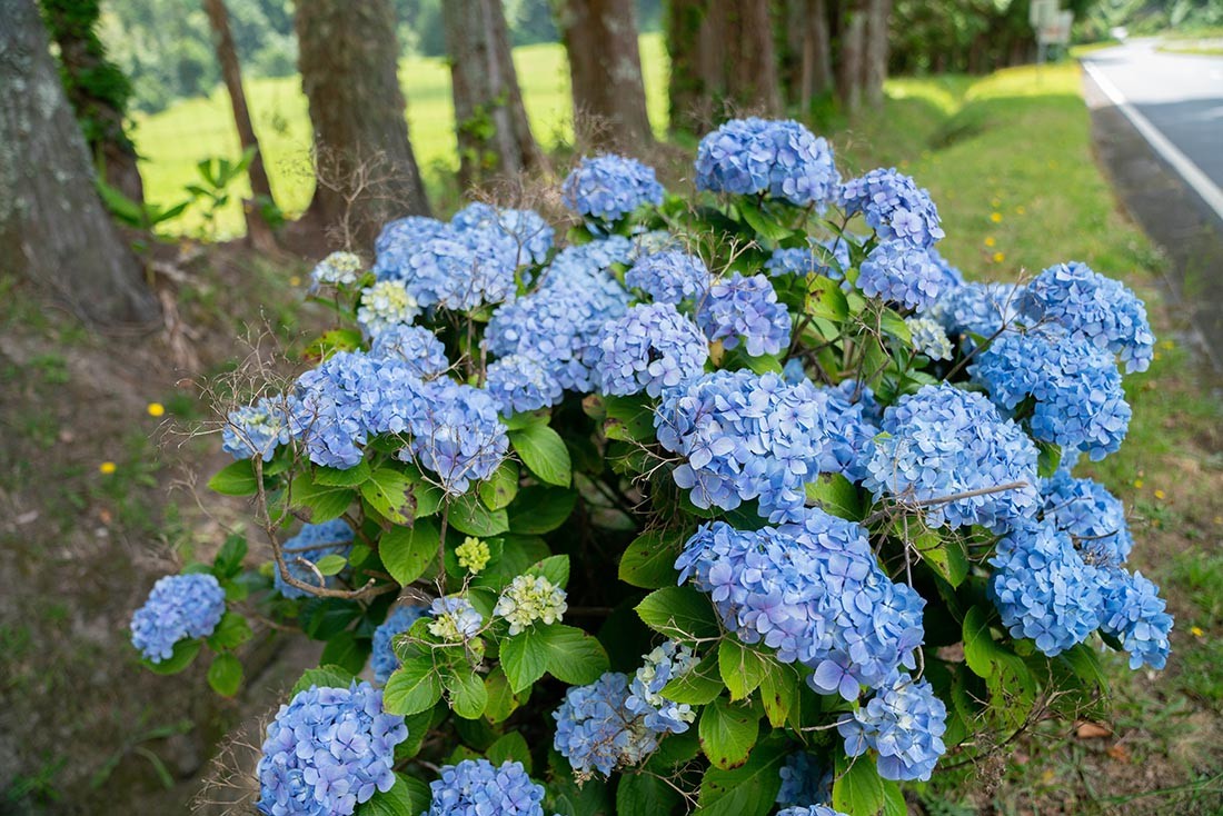 Sao Miguel Island - blue hydrangeas