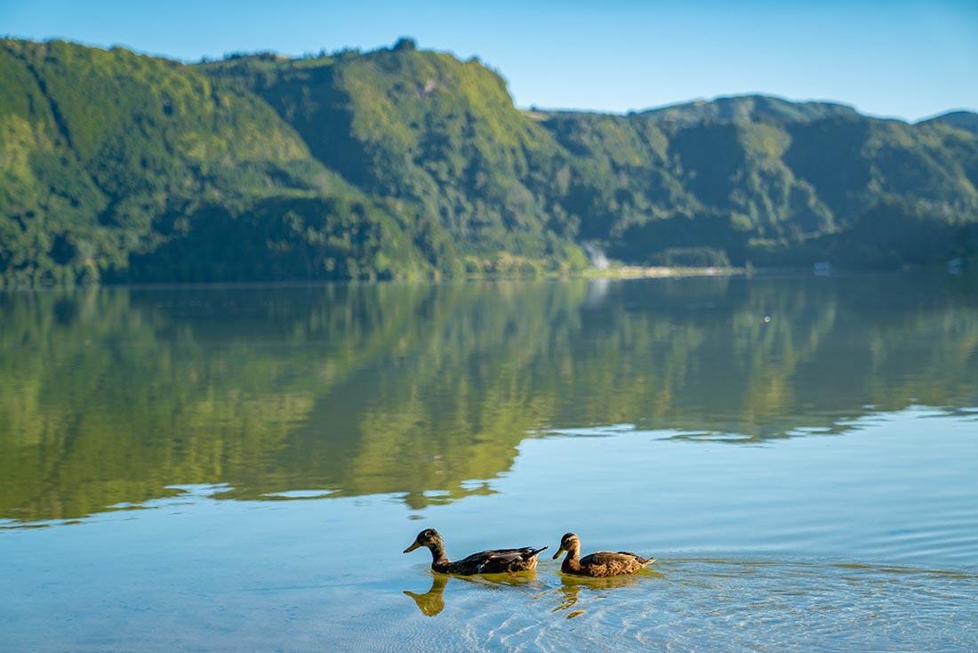 Sao Miguel Azores - two ducks floating on the lake