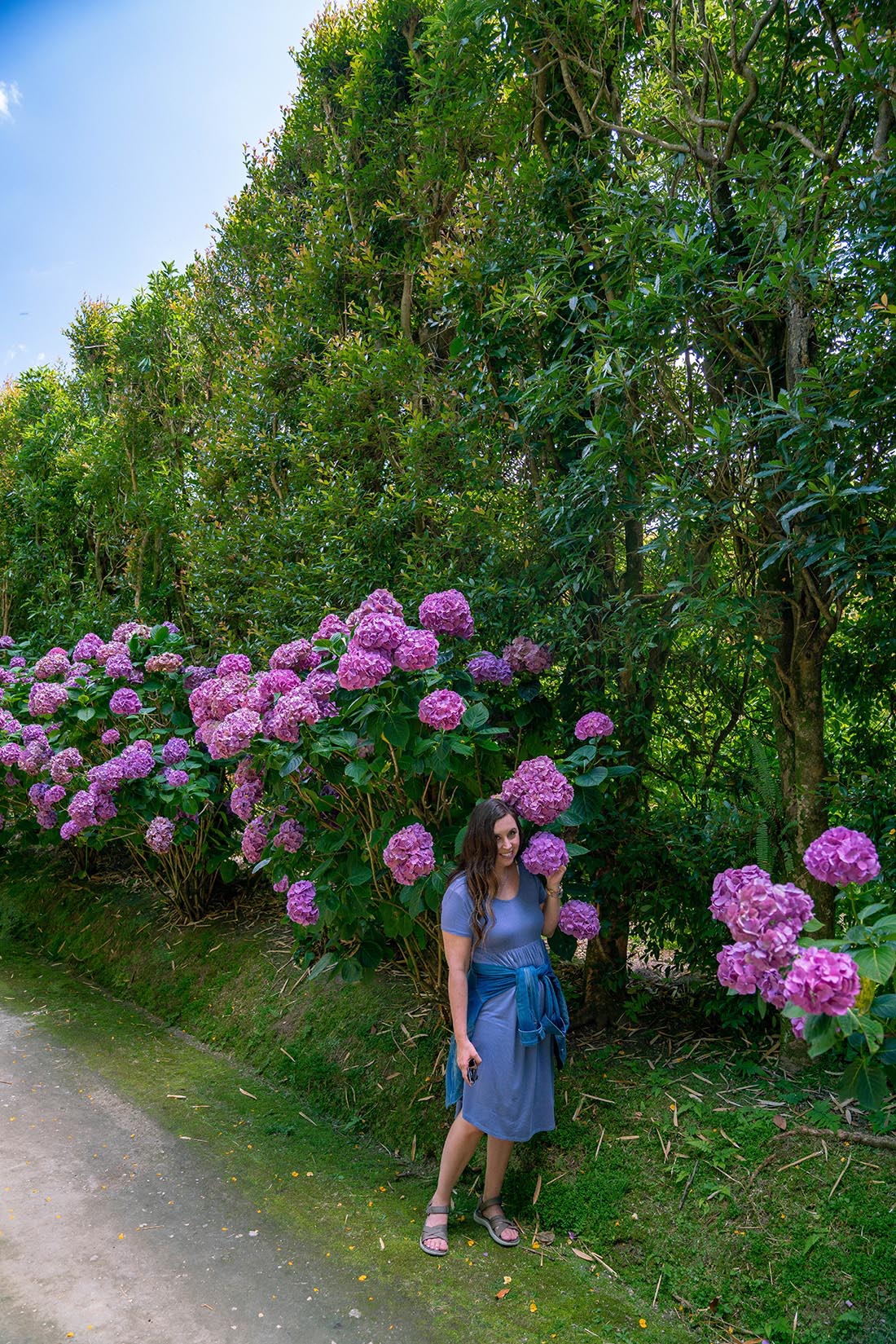 Sao Miguel Azores Hydrangeas as big as my head