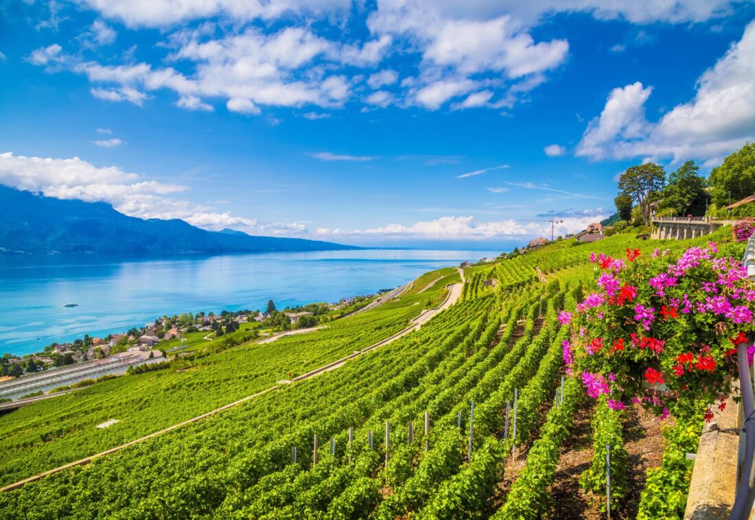 A vineyard on the banks of Lake Geneva Switzerland