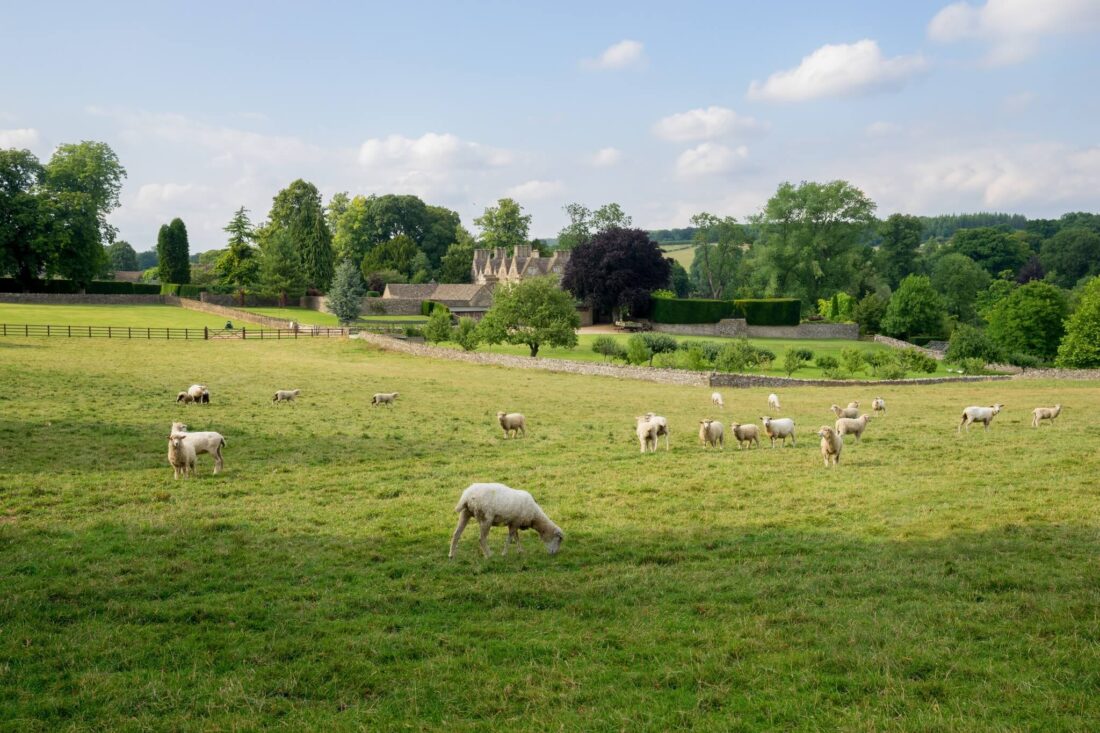 Most Beautiful Cotswolds Villages - a field of sheep in Upper Slaughter