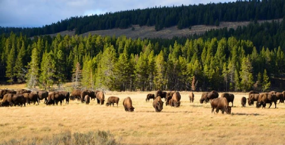 Yellowstone: Old Faithful, Waterfalls, and Wildlife Day Tour
